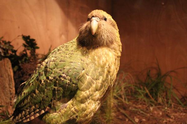 Kakapo: características, dónde vive, qué come y curiosidades - Qué come el kakapo