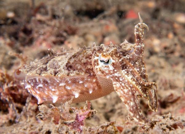 Cromatóforos: qué son, función y clasificación - Cromatóforos en los cefalópodos