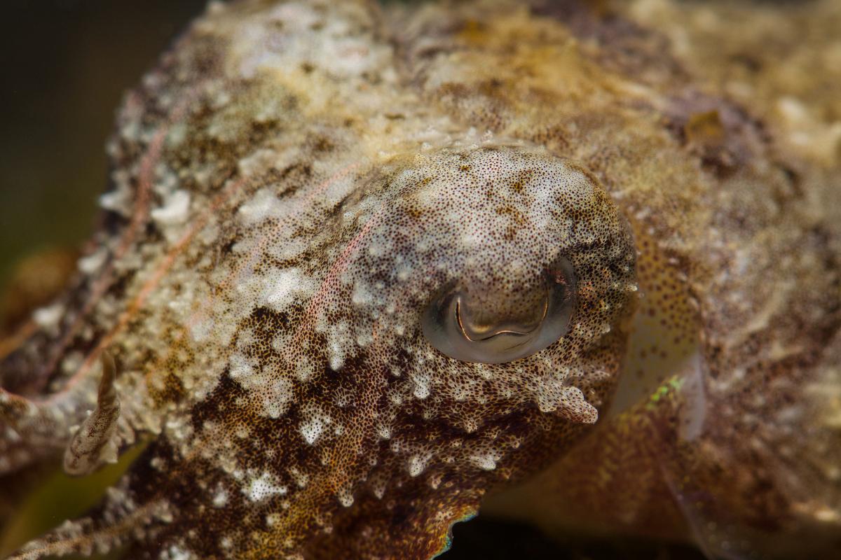 Cromatóforos: qué son, función y clasificación