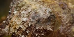 Cromatóforos: qué son, función y clasificación