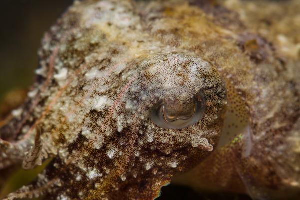 Cromatóforos: qué son, función y clasificación