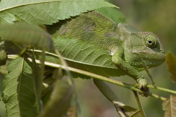 Cromatóforos: qué son, función y clasificación - Función de los cromatóforos