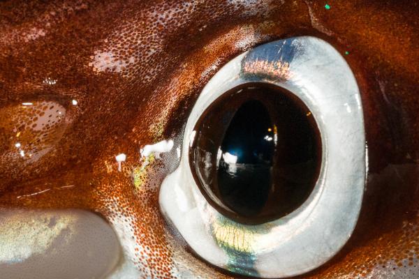 Cromatóforos: qué son, función y clasificación - Qué son los cromatóforos