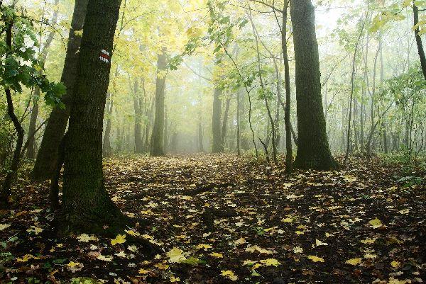 Bosque - Tipos de bosques según el impacto del hombre