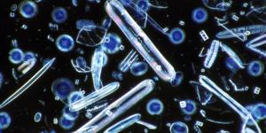 Algas diatomeas: qué son, características y para qué sirven