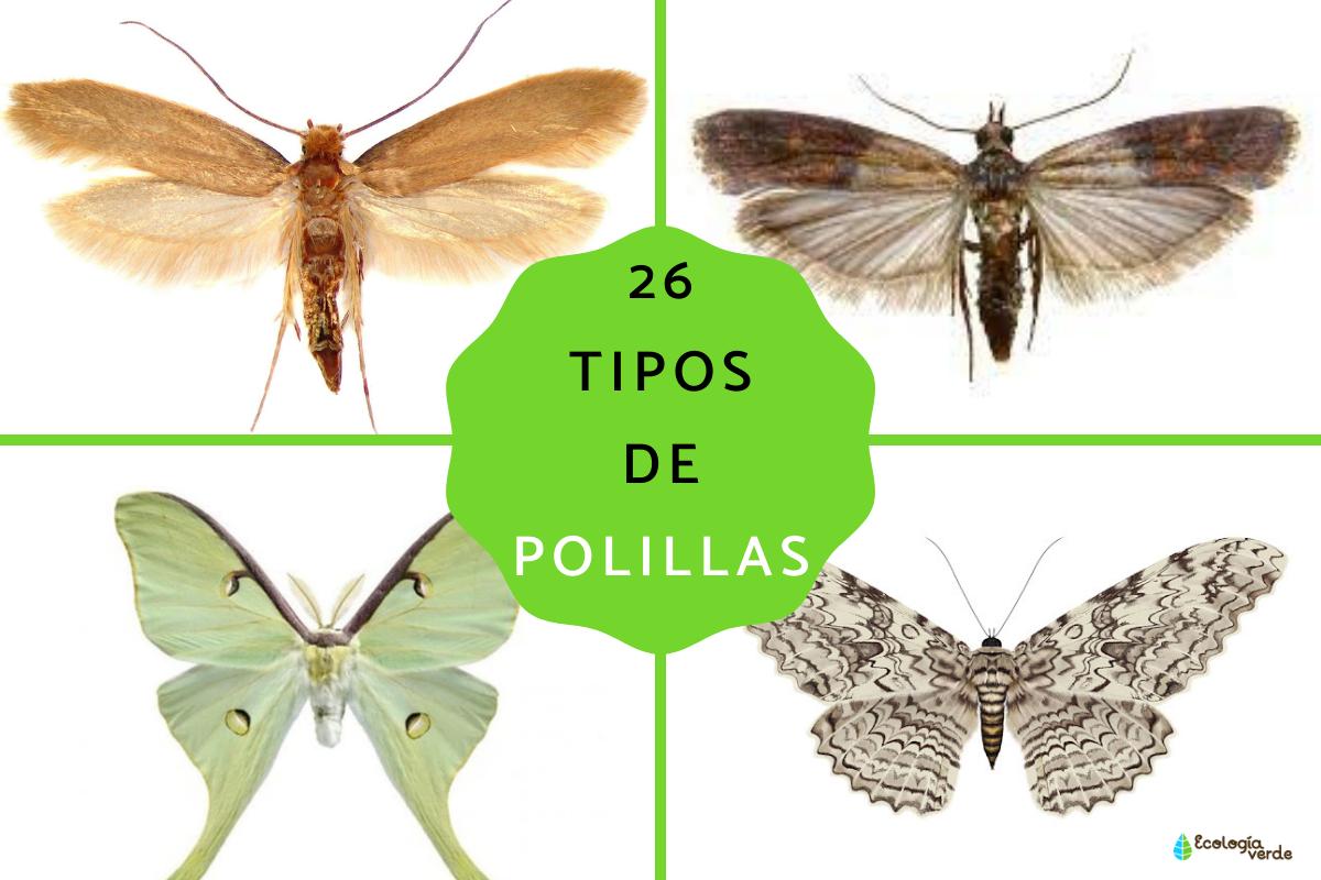 Tipos de polillas