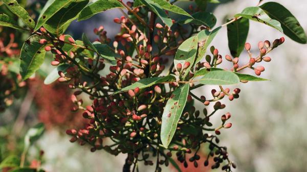 Cómo cultivar un pistachero en casa: cada cuánto regarlo y cuándo empieza a dar frutos - Cada cuánto hay que regar un pistachero