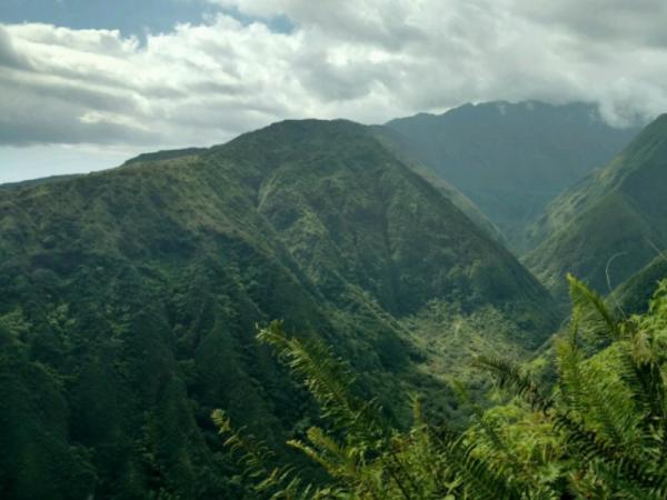 Selva alta: características, flora y fauna - Características de la selva alta