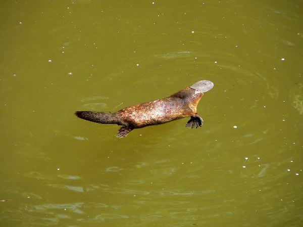 Ornitorrinco - Comportamiento del ornitorrinco
