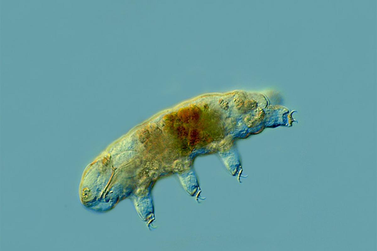 Extremófilos: qué son, características y ejemplos