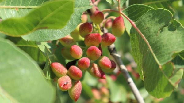 Cómo cultivar un pistachero en casa: cada cuánto regarlo y cuándo empieza a dar frutos - Qué condiciones necesita un pistachero para crecer correctamente