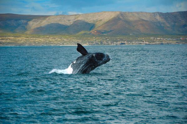 Ballena franca austral - Amenazas y conservación de la ballena franca austral