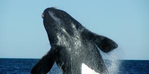 Ballena franca austral