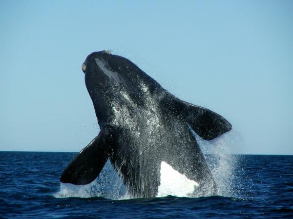 Ballena franca austral