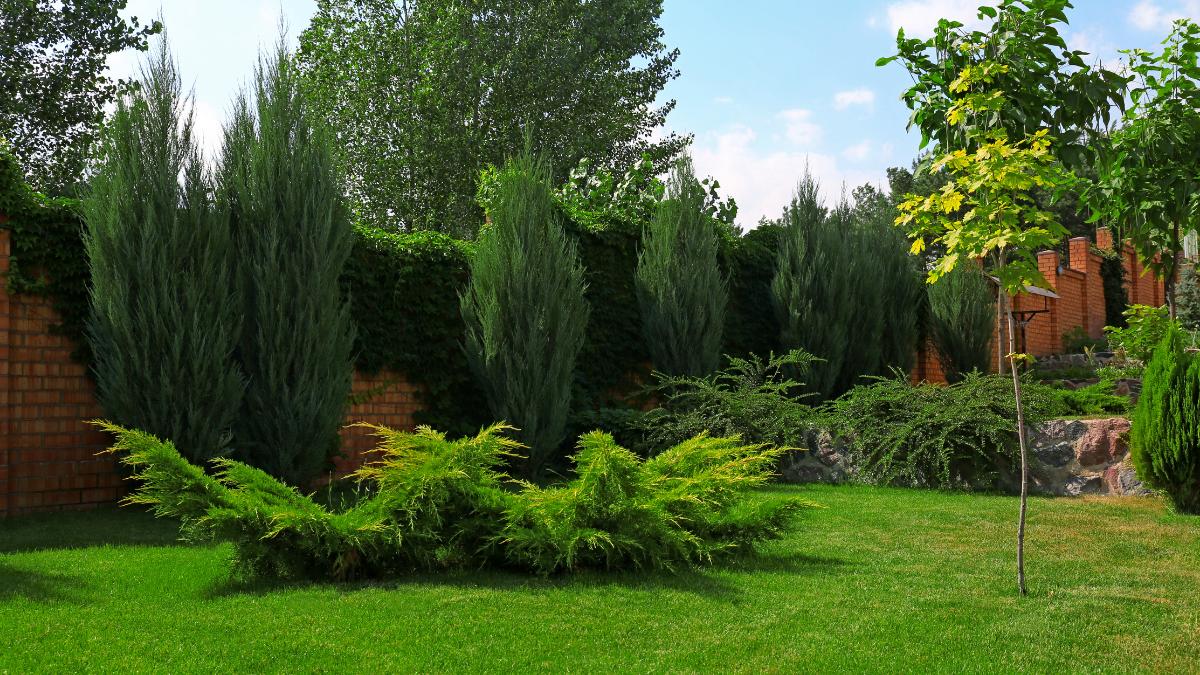Es oficial: si plantas un árbol demasiado cerca de la finca del vecino, podrá exigir que lo retires