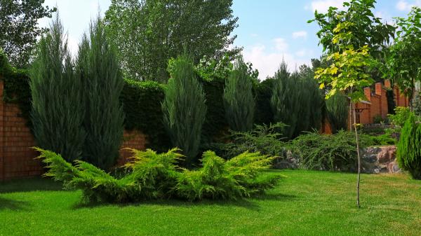 Es oficial: si plantas un árbol demasiado cerca de la finca del vecino, podrá exigir que lo retires
