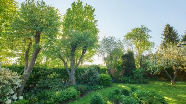 Es oficial: si plantas un árbol demasiado cerca de la finca del vecino, podrá exigir que lo retires - La ley fija cuántos metros debe haber entre un árbol y la parcela vecina
