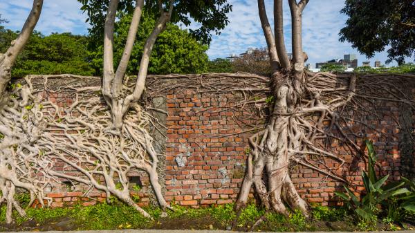 Es oficial: si plantas un árbol demasiado cerca de la finca del vecino, podrá exigir que lo retires - Las raíces de los árboles también pueden generar problemas legales