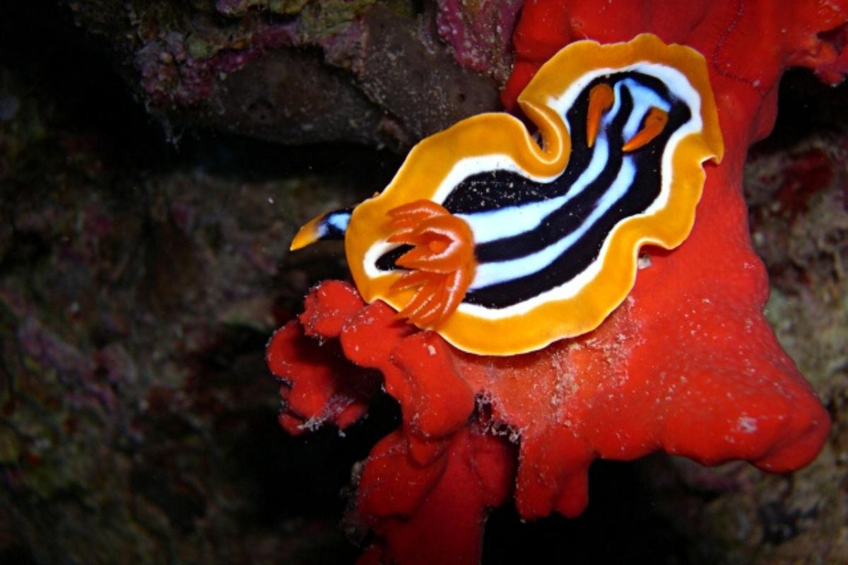 Qué son los gasterópodos: tipos y características