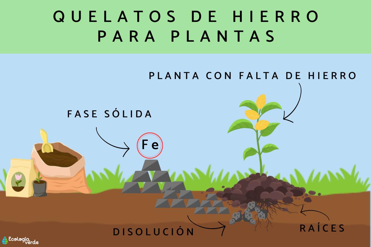 Quelatos de hierro: qué son, tipos y cómo usarlos