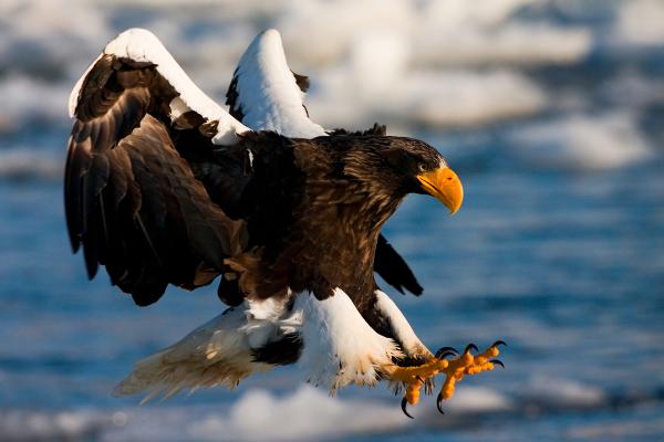 Pigargo gigante o Haliaeetus pelagicus - Alimentación del pigargo gigante