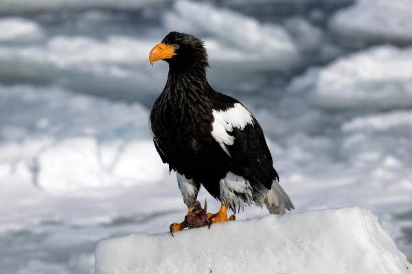 Pigargo gigante o Haliaeetus pelagicus - Amenazas y conservación del pigargo gigante