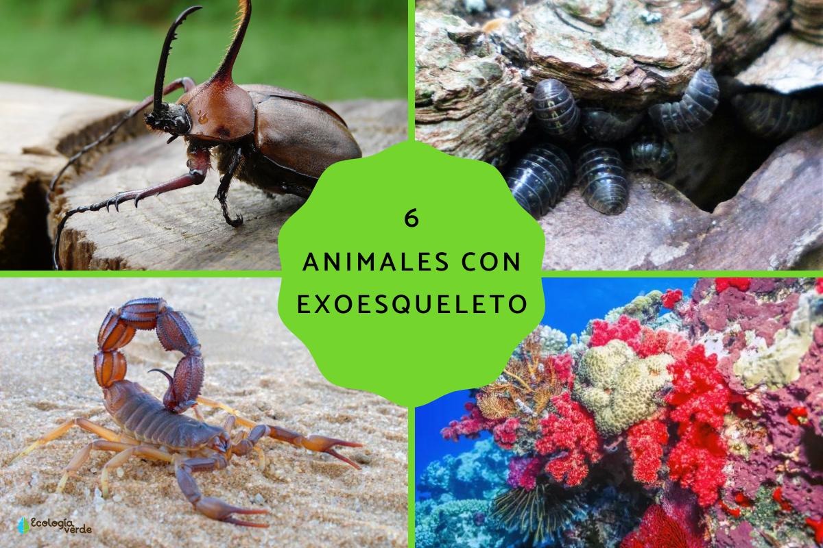 Animales con exoesqueleto