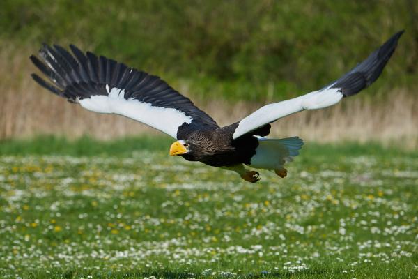 Pigargo gigante o Haliaeetus pelagicus - Características del pigargo gigante