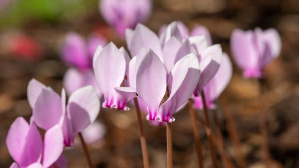 Se plantan en verano y florecen en otoño: plantas perennes que aguantarán el cambio de estación - Ciclamen de otoño: la planta de flores rosas que vuelve a brotar cuando llega el frío