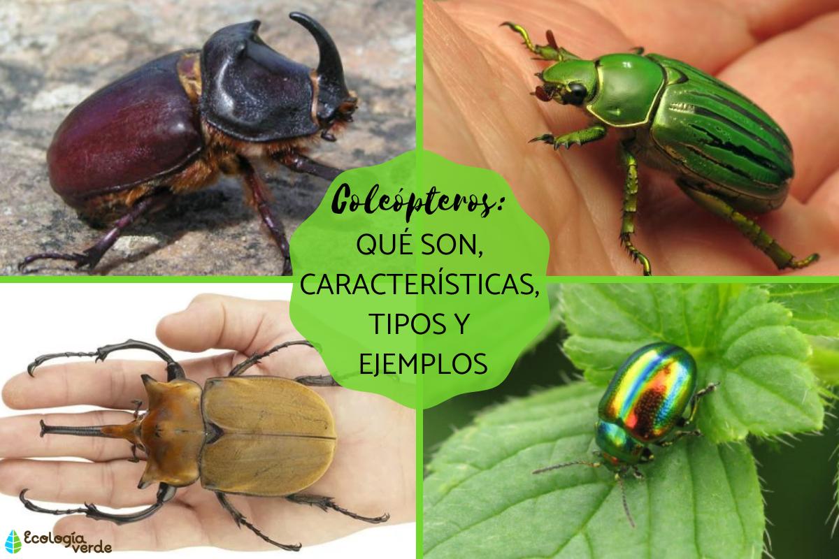 Coleópteros: qué son, características, tipos y ejemplos