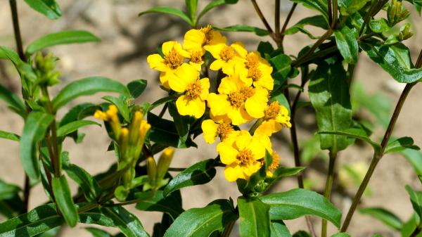 Se plantan en verano y florecen en otoño: plantas perennes que aguantarán el cambio de estación - Pericón: la planta mexicana de flores naranjas que da vida al jardín en otoño