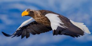 Pigargo gigante o Haliaeetus pelagicus