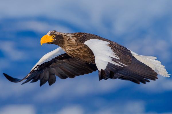 Pigargo gigante o Haliaeetus pelagicus