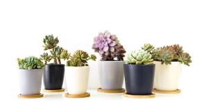 Plantas suculentas en sequía