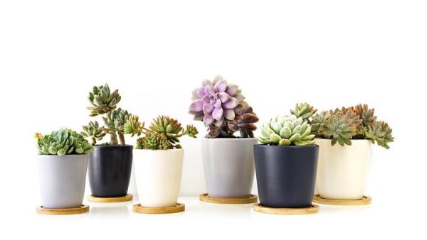 Plantas suculentas en sequía