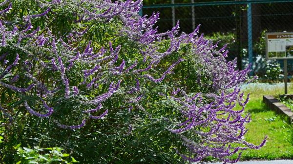 Se plantan en verano y florecen en otoño: plantas perennes que aguantarán el cambio de estación - Salvia mexicana: la planta resistente que llena de flores moradas el jardín cuando llega el otoño