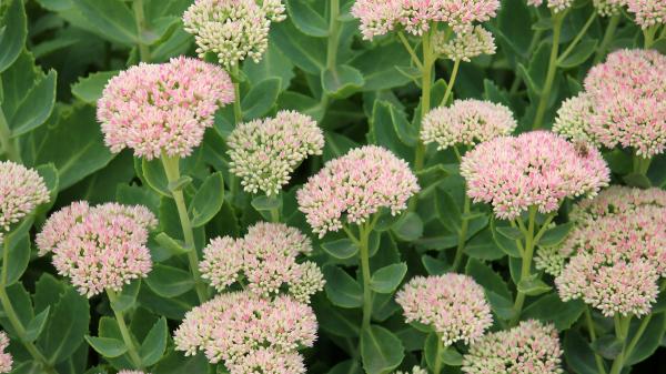 Se plantan en verano y florecen en otoño: plantas perennes que aguantarán el cambio de estación - Sedum spectabile: la planta de flores rosas que espera al otoño para llenar de color el jardín