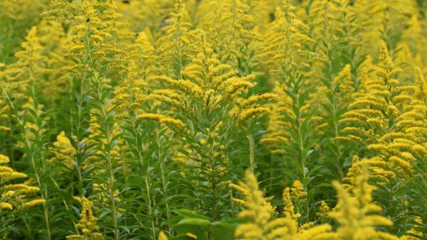 Se plantan en verano y florecen en otoño: plantas perennes que aguantarán el cambio de estación - Solidago: las plantas de flores amarillas que alegran el jardín cuando llega el otoño