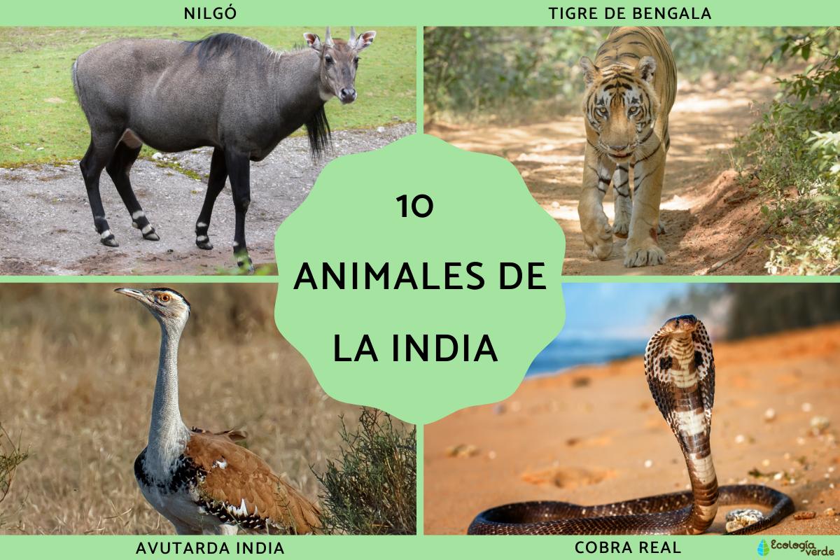 Animales de la India