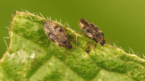 Las chinches de cama aparecen en otoño: estas plantas pueden ayudarte a ahuyentarlas - Cómo utilizar las plantas para intentar mantener las chinches alejadas