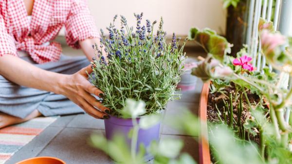Las chinches de cama aparecen en otoño: estas plantas pueden ayudarte a ahuyentarlas - Estas son las plantas aromáticas que pueden ayudar a ahuyentar las chinches