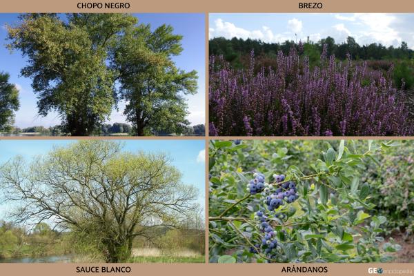 Río Arga - Flora y fauna del río Arga