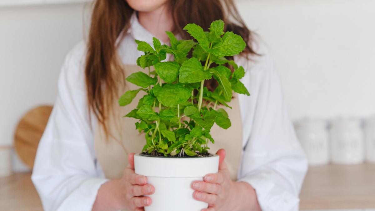 Las chinches de cama aparecen en otoño: estas plantas pueden ayudarte a ahuyentarlas