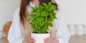 Las chinches de cama aparecen en otoño: estas plantas pueden ayudarte a ahuyentarlas