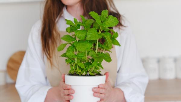 Las chinches de cama aparecen en otoño: estas plantas pueden ayudarte a ahuyentarlas