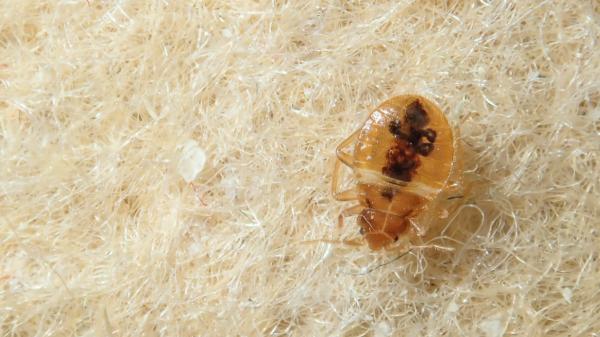 Las chinches de cama aparecen en otoño: estas plantas pueden ayudarte a ahuyentarlas - Las plantas pueden ayudar a ahuyentar, pero no eliminan una plaga de chinches