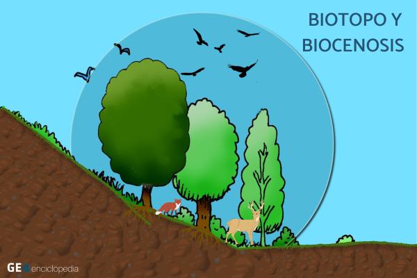 Qué es un biotopo - Biotopo y biocenosis