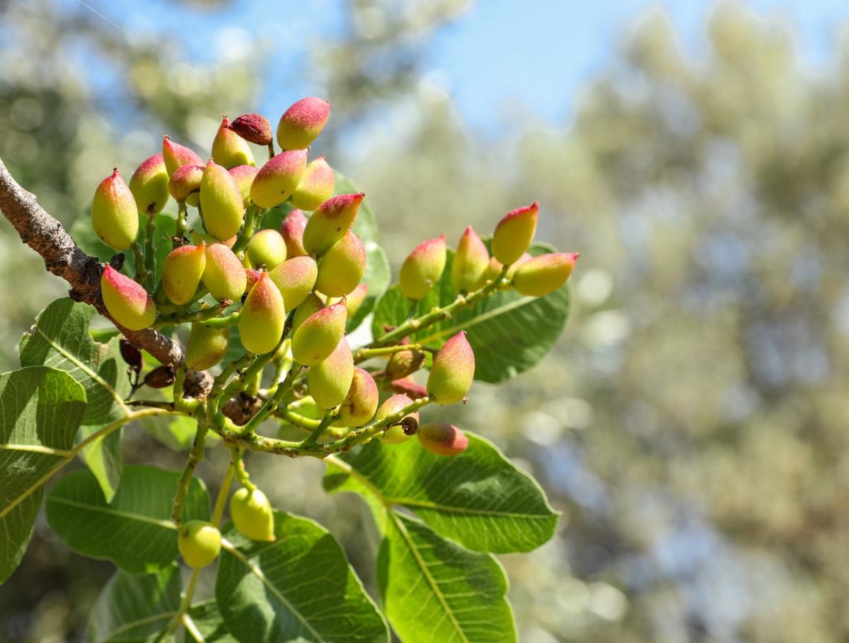 El cultivo del pistacho