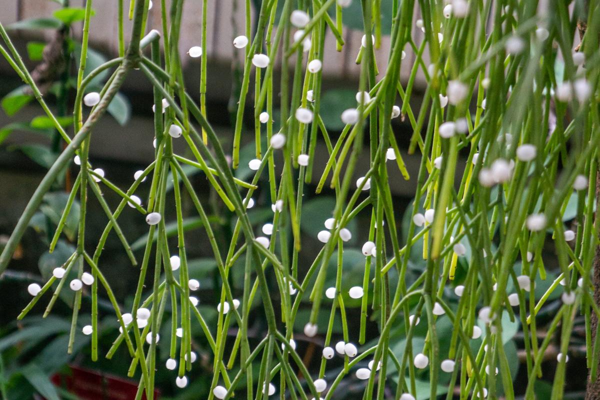 Rhipsalis baccifera: cuidados, riego y cómo reproducirla - Guía completa