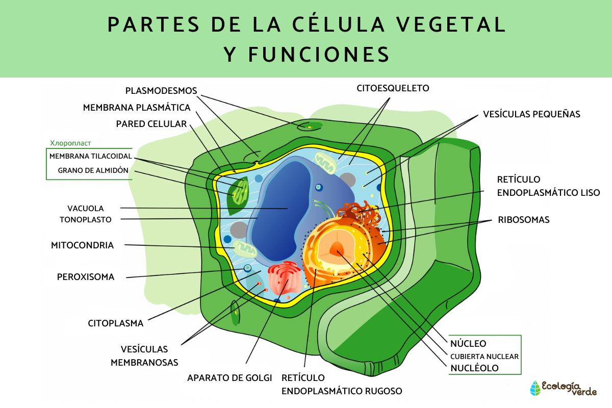 Célula vegetal: qué es, partes, características y funciones